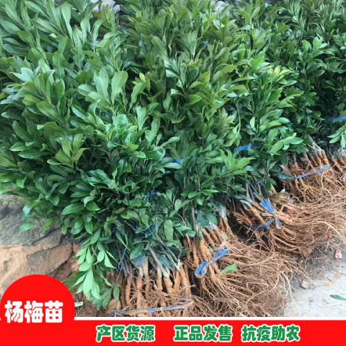 现在种植百香果前景怎样？百香果种植前景分析