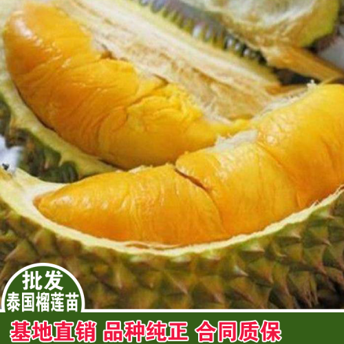 榴莲价格多少钱一斤