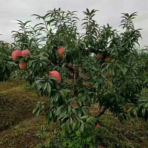 哪里有卖蔓荆子苗 蔓荆子苗一棵多少钱