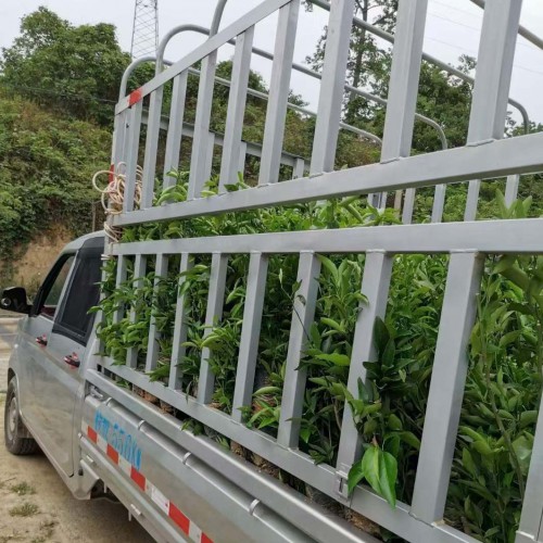 龙眼种植产量技术?龙眼价格多少钱一斤？