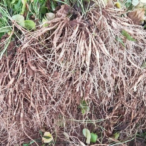 莲雾树适合在哪些地方种植_种植能赚钱吗?好种吗