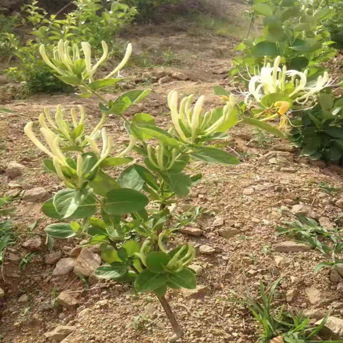 哪里有卖金银花种子 金银花种子一斤多少钱 附各地金银花种子新价格表