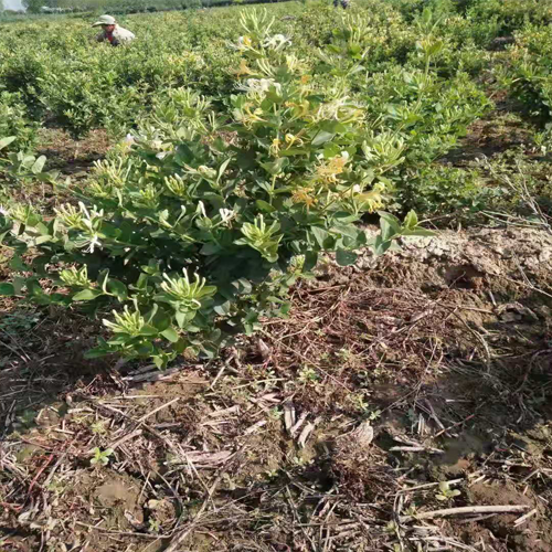 金银花