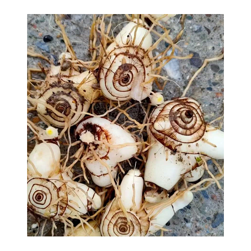 100万种常见昆虫(附图)