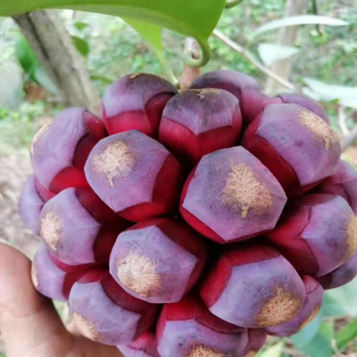 黑老虎(种苗)_黑老虎种苗怎么种植才好?