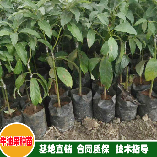 嫁接新优品种果树苗