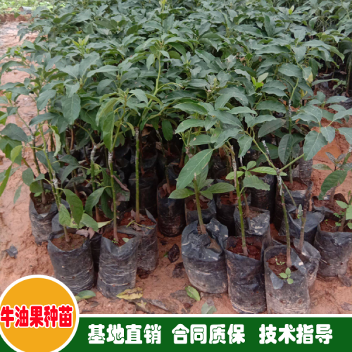 南庄镇丰收瓜