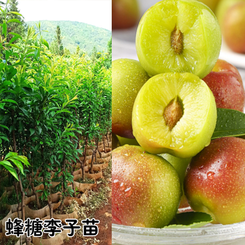 蒙鑫冰糖枣七月上市，