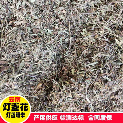 灯盏花泡酒