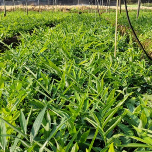 黄精苗的种植条件介绍