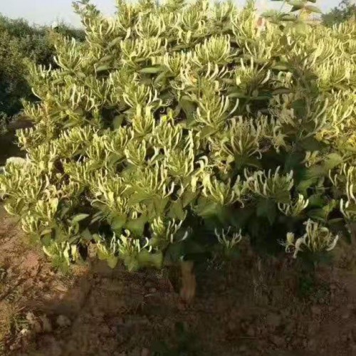 金银花苗有红花吗	？金银花苗挑那样