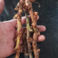 各种骨碎朴有资源的联系大量采购