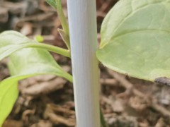 马比木苗供应信息