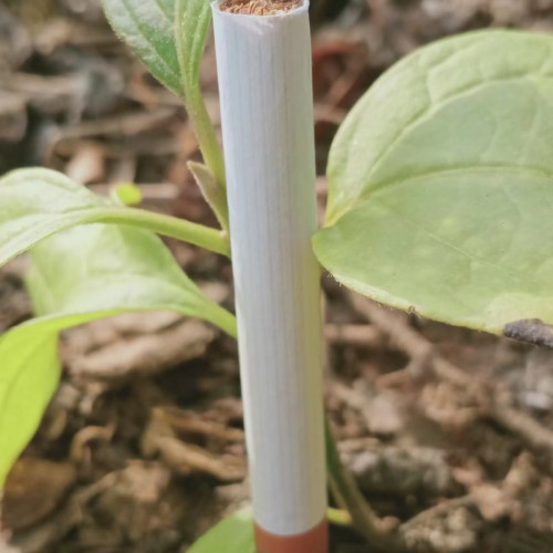 马比木苗供应信息