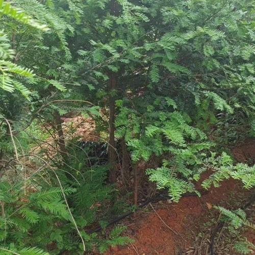红豆杉苗圃基地  红豆杉种子 东北红豆杉苗  红豆杉树图片