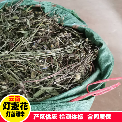 陆良灯盏花种苗/灯盏花基地/陆良中药材