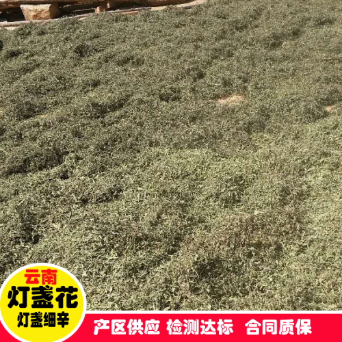 曲靖灯盏花批发厂家