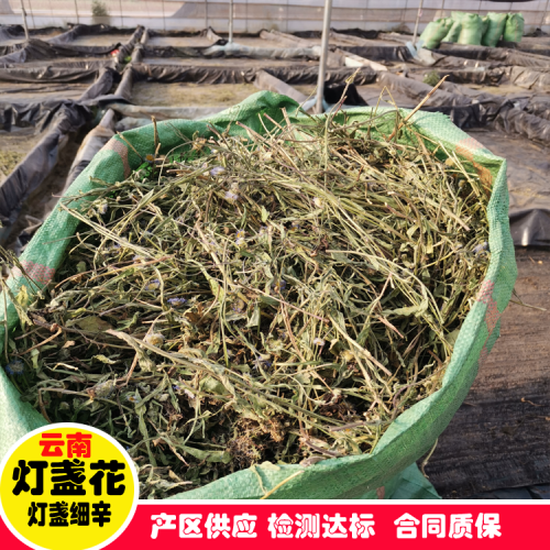 灯盏花*灯盏花（灯盏细辛\东菊）种子*灯盏花种植