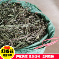 常年回收灯盏花中药材
