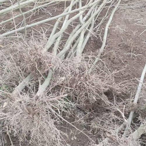 金奖--金冠女贞苗多少钱一棵/云南金冠女贞种苗