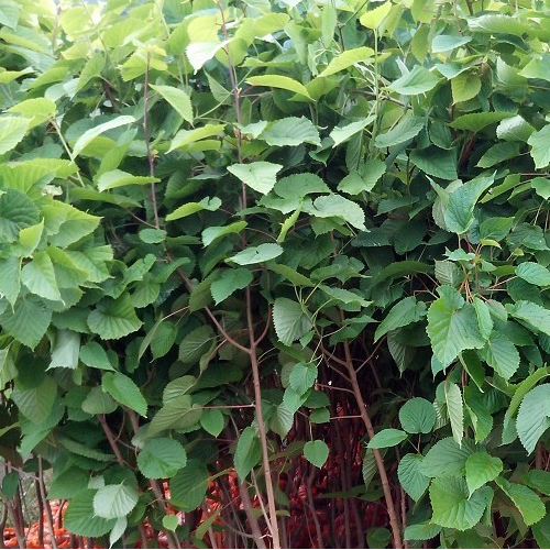 肋果茶苗快育基地/云南肋果茶苗厂家