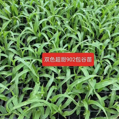 包谷苗的价格是多少