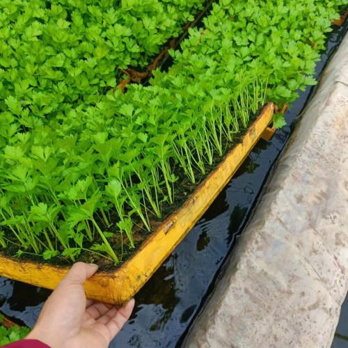生菜苗怎么种 油麦菜苗，西芹苗，黄白苗图