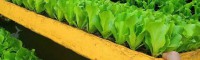 生菜苗多大才可以移栽 生菜栽培技术