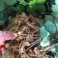 大理正宗重楼籽#大理重楼种植技术