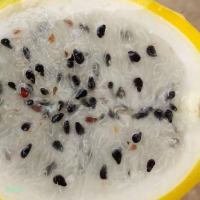 火龙果上市预定—火龙果果园图片-云南文山火龙果