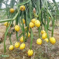云南火龙果供应商—文山火龙果