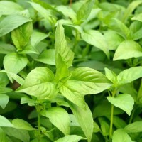 求购全棵荆芥个子