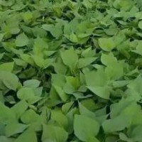 求购红薯苗