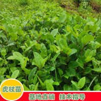 求购驯化虎杖苗
