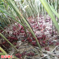 求购5吨烤货全紫砂仁