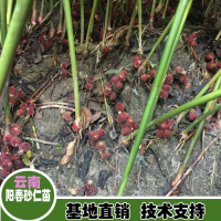 求购砂仁苗