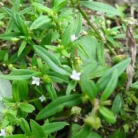 求购百花舌蛇草