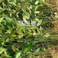 求购草珊瑚干鲜货