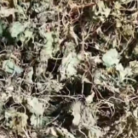 求购大青叶统货。