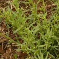 求购百蕊草