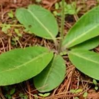求购白眉草统货