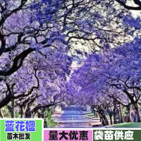 求购胸径35分独杆蓝花楹