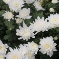 大量求购婺源皇菊
