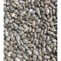 求购蓖麻