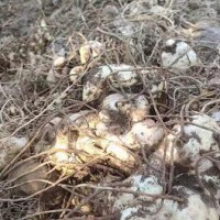 求购长沙鲜干黄精