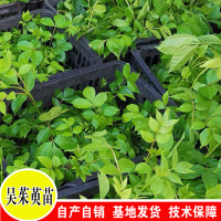 丽江吴茱萸苗批发-_云南吴茱萸苗供应地