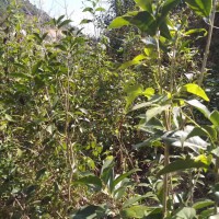 急购桂花四季桂30量10公分，约20至60分枝