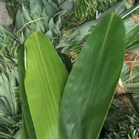 大量求购粽叶