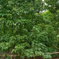 ?求购澳洲火焰木地苗裸根苗12分以上