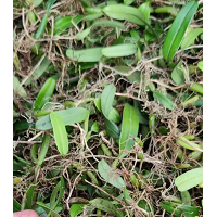 求购石橄榄